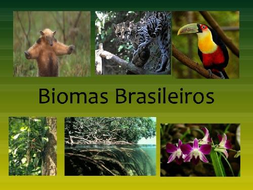 Biomas do planeta e biomas brasileiros (II)